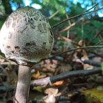 Klassen 2a und 2b auf Entdeckungstour im Wald
