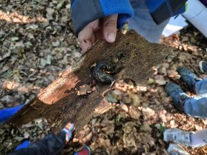 Wald Naturmobil 3